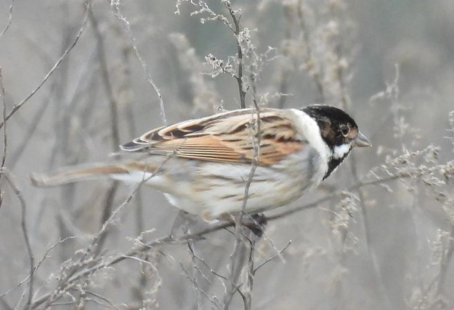 Repicatalons  - Antoni Mariné