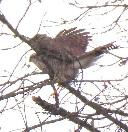 Esparver vulgar  - Antoni Mariné