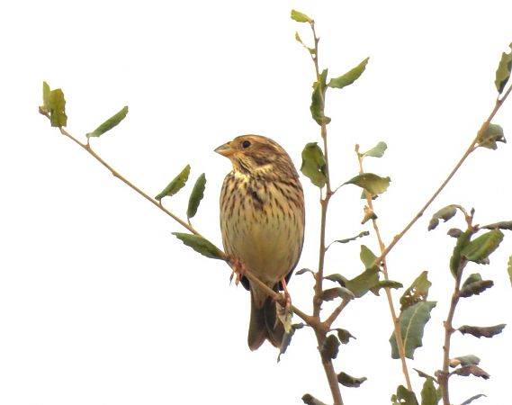 Cruixidell  - Antoni Mariné