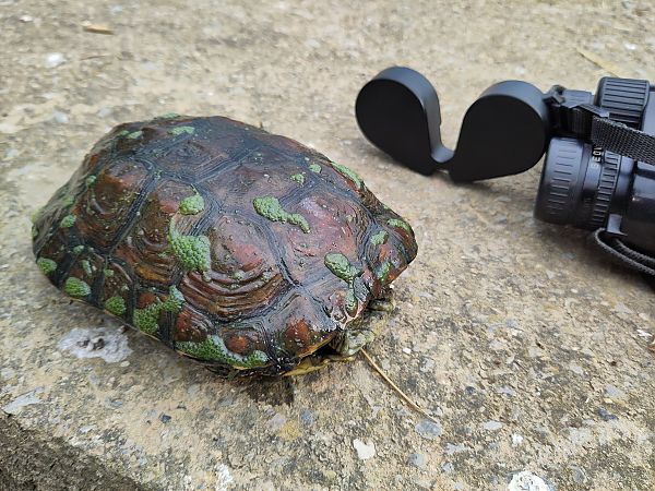 Tortuga de rierol  - Pere Pons