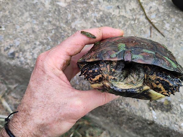 Tortuga de rierol  - Pere Pons