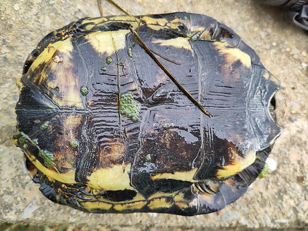 Tortuga de rierol  - Pere Pons