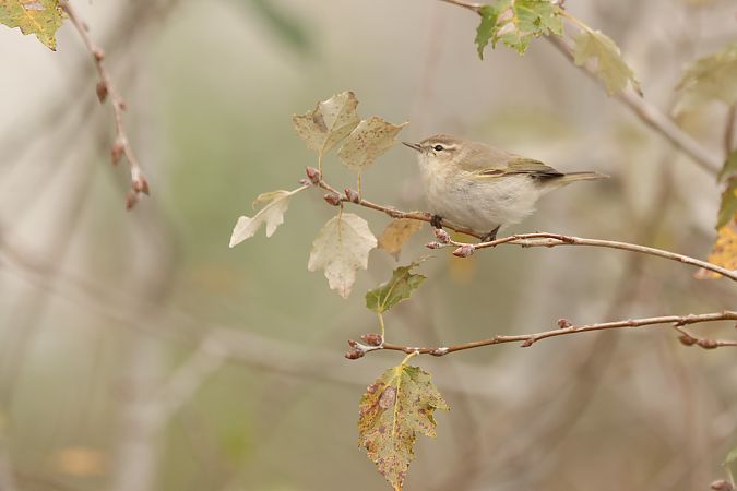 Mosquiter comú siberià  - Jaume Albaigès