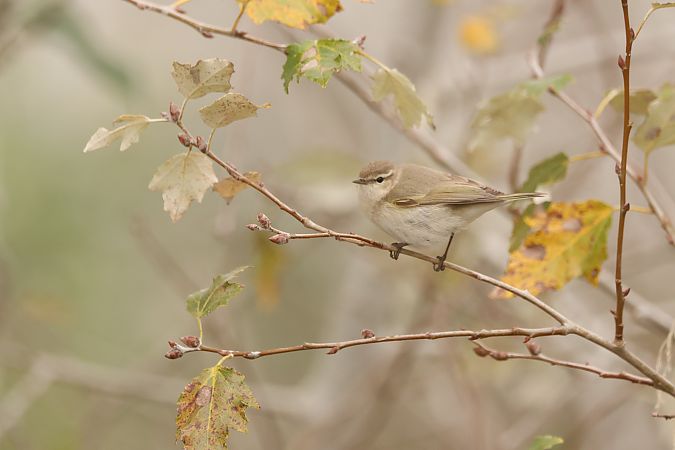 Mosquiter comú siberià  - Jaume Albaigès