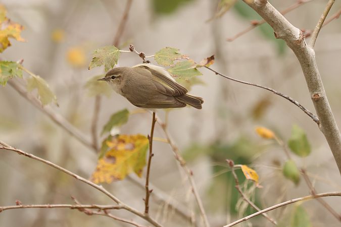 Mosquitero común siberiano  - Jaume Albaigès