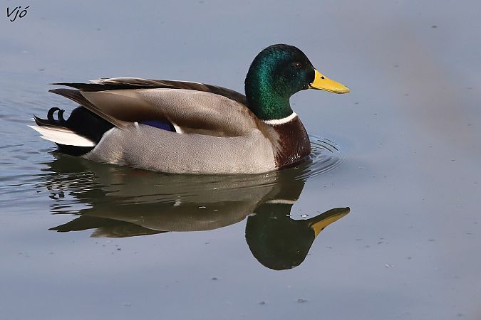 Ànec collverd  - Lluís Vilamajó