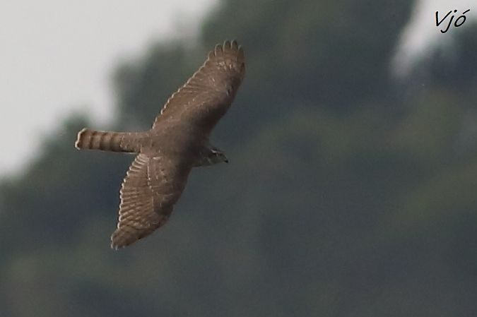 Esparver vulgar  - Lluís Vilamajó