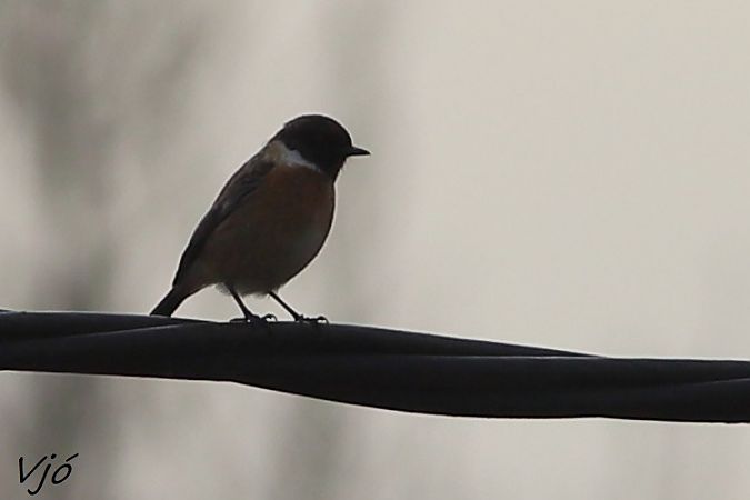 Bitxac comú  - Lluís Vilamajó