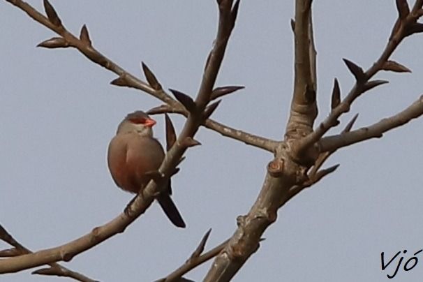 Bec de corall senegalès  - Lluís Vilamajó