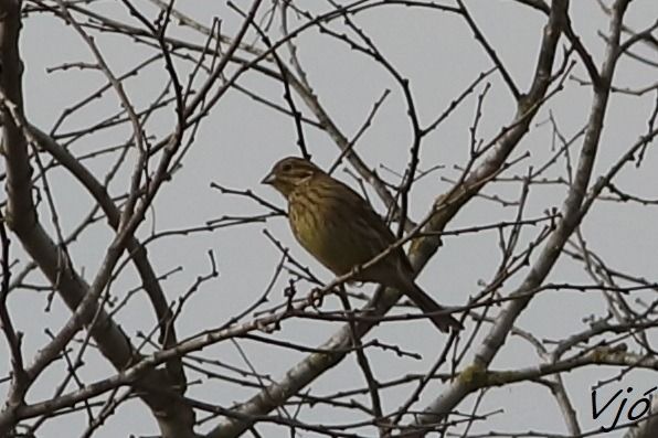 Gratapalles  - Lluís Vilamajó