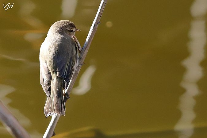 Mosquiter comú siberià  - Lluís Vilamajó