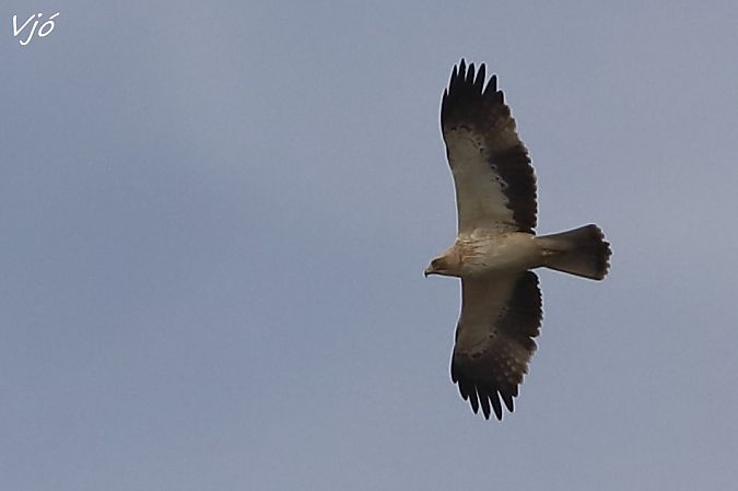 Àguila calçada  - Lluís Vilamajó