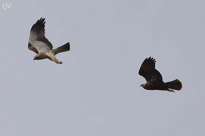 Àguila calçada  - Lluís Vilamajó