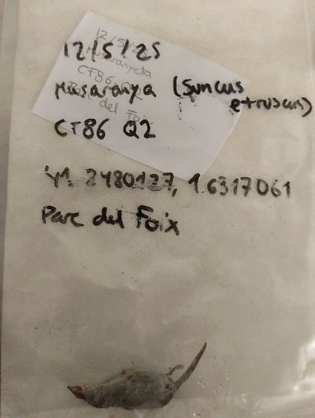 Musaranya nana  - Marc Vilella