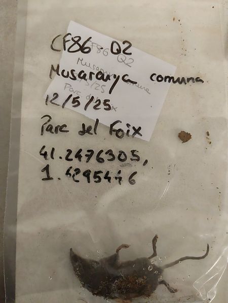 Musaranya comuna  - Marc Vilella