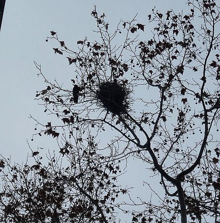 Graula  - Juan Miguel Díaz