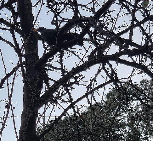 Merla  - Juan Miguel Díaz