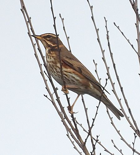 Tord ala-roig  - Joan Safont