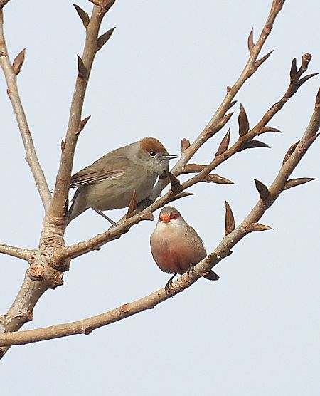 Tallarol de casquet  - Joan Safont