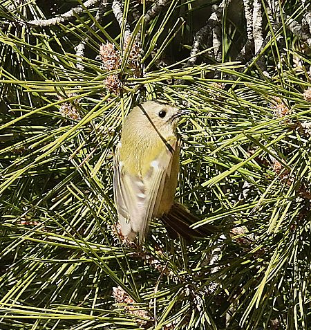 Reietó  - Joan Safont