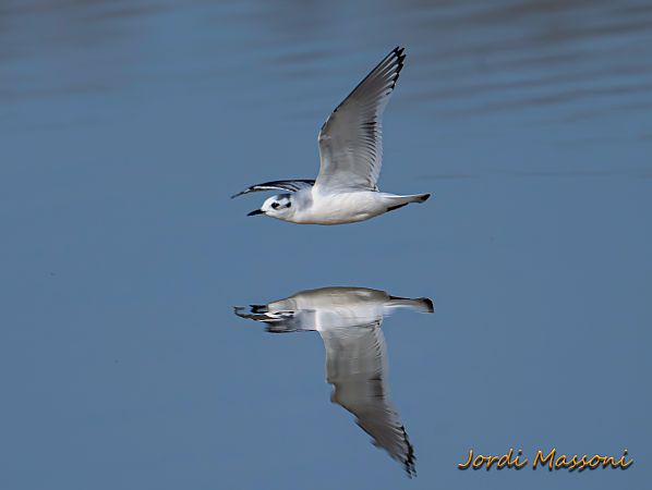 Gavina menuda  - Jordi Massoni