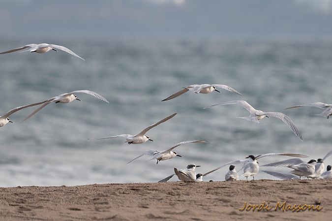 Xatrac becllarg  - Jordi Massoni