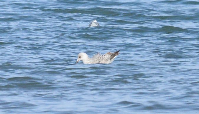 Gavià argentat de potes roses  - Pere Josa Anguera