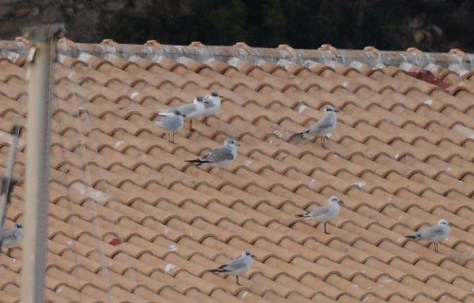 Gavina cendrosa  - Pere Josa Anguera