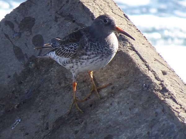 Territ fosc  - David Moret