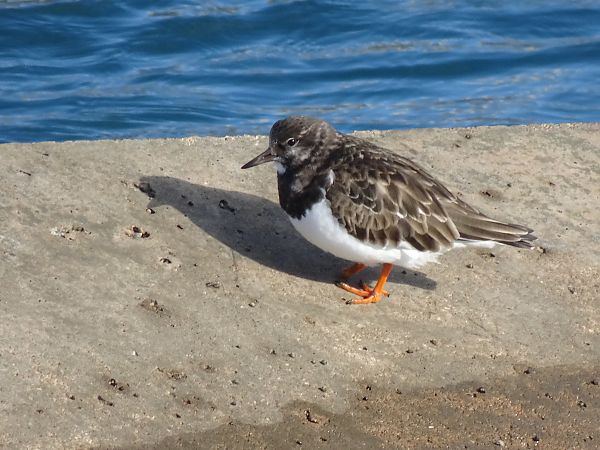 Remena-rocs  - David Moret