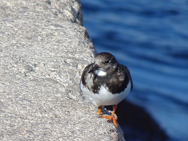 Remena-rocs  - David Moret