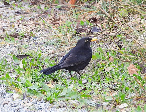 Merla  - Eulàlia Maspons