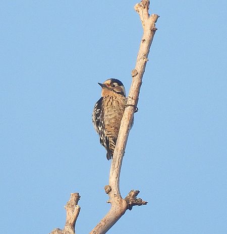 Picot garser petit  - Eulàlia Maspons