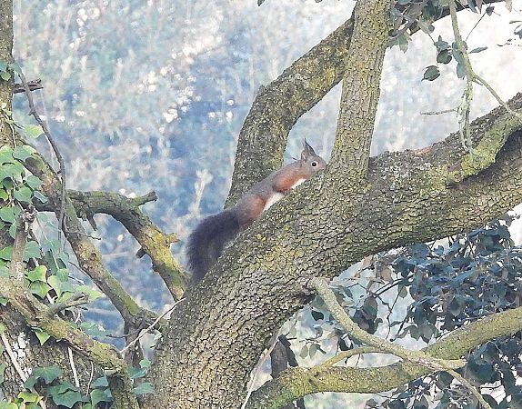 Esquirol  - Eulàlia Maspons