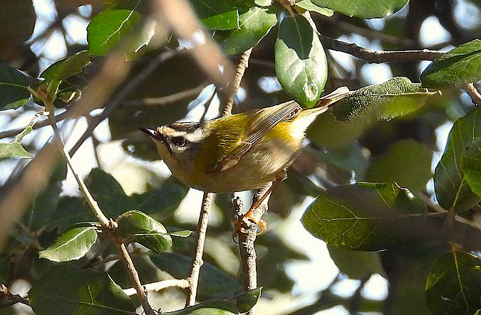 Bruel  - Eulàlia Maspons
