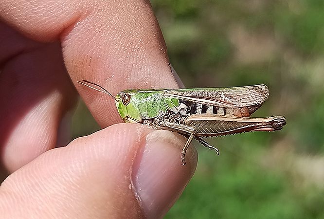 Saltamartí lineat  - Toni Alonso Jardí