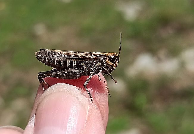 Saltamartí cua-roig  - Toni Alonso Jardí