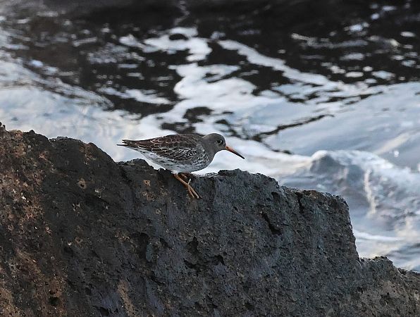 Territ fosc  - Toni Alonso Jardí