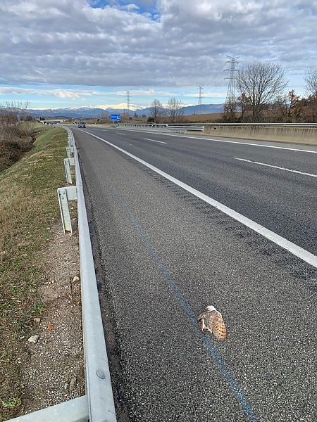 Òliba  - Jordi Baucells Colomer