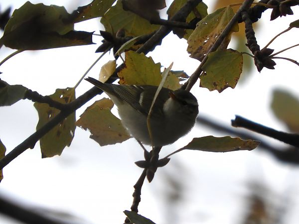 Mosquiter de doble ratlla  - Martí Gonzàlez