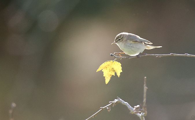 Mosquiter comú siberià  - Eduard Villar