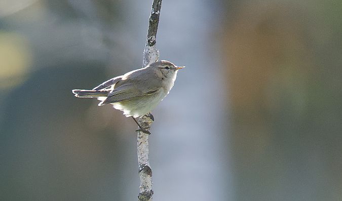 Mosquiter comú siberià  - Eduard Villar