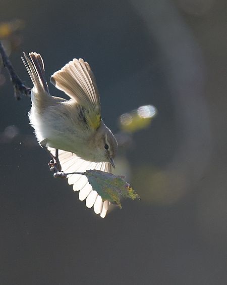 Mosquiter comú siberià  - Eduard Villar