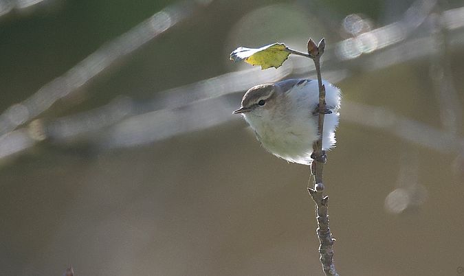 Mosquiter comú siberià  - Eduard Villar