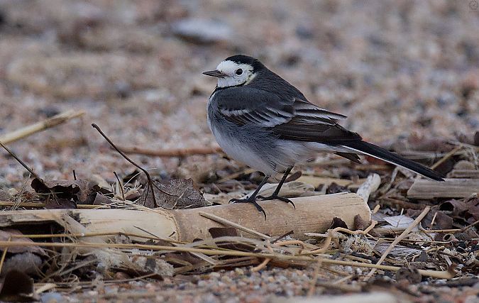 Cuereta blanca endolada  - Eduard Villar