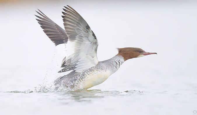 Bec de serra gros  - Eduard Villar