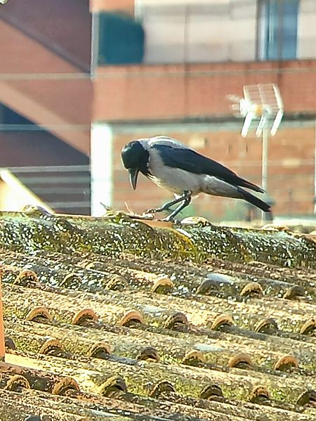 Cornella emmantellada  - Miquel Casas