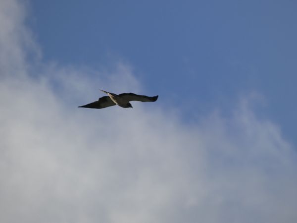 Àguila calçada  - Andrew Clarke