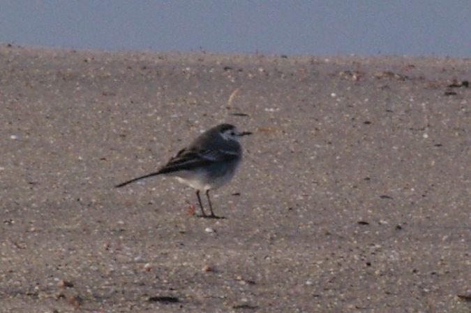 Cuereta blanca vulgar  - Andrew Clarke