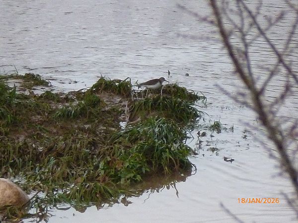 Xivitona  - Andrew Clarke